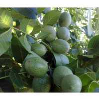 Chandler Ceviz Fidanı